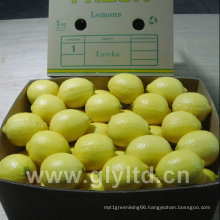 High Quality of Fresh Lemons